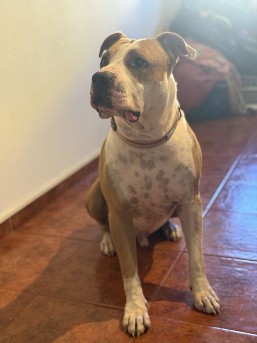 American staff terrier