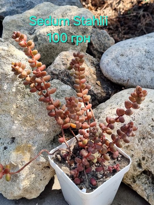 Сукуленти Echeveria Kalanchoe