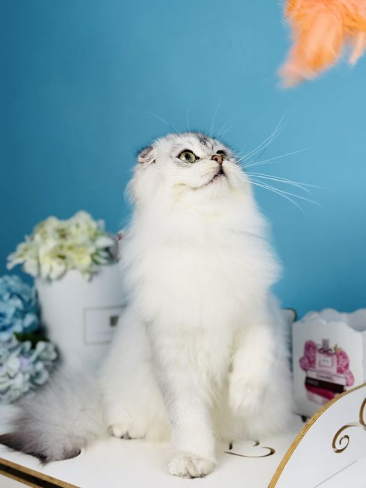 Хлопчик скотіш фолд, cрібна шиншилла