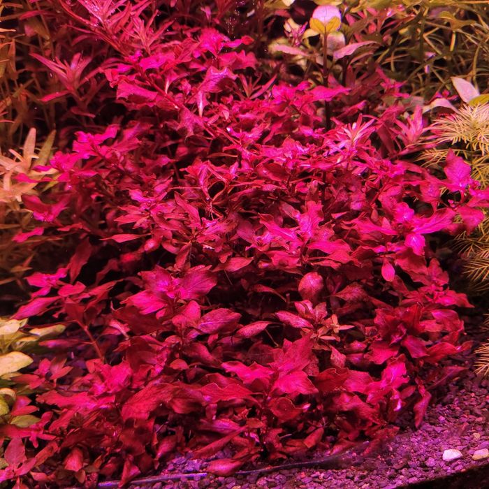 Ludwigia mini super red