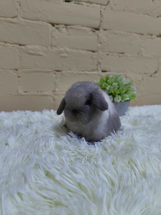 Króliczki Mini Lop. Maluszki do rezerwacji z kompletem szczepień.