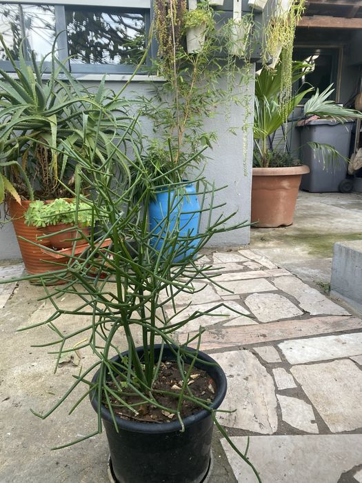 Euphorbia Tirucalli (Avellós)