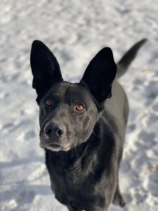 Велетень шукає дім