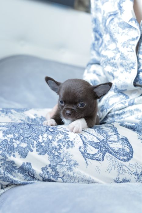Chihuahua FCI chłopak