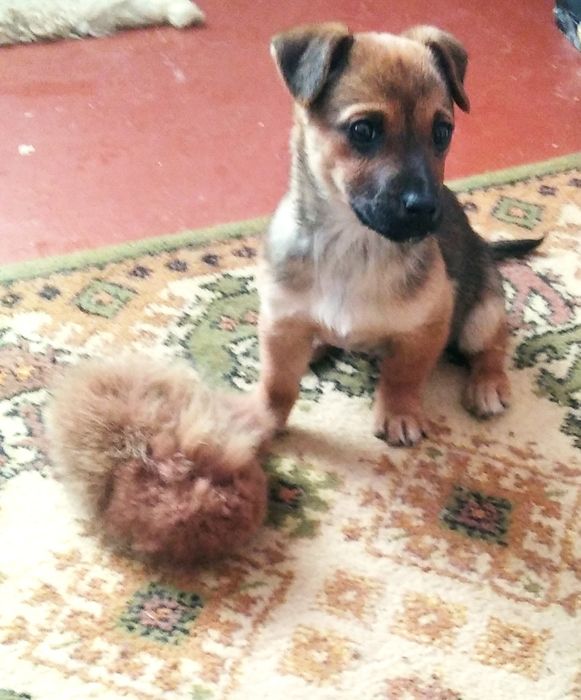 Віддам безкоштовно