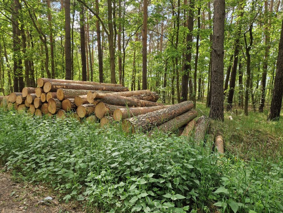 Sosna Kłoda 4.1m papierówka S2b 2,45m tartaczne