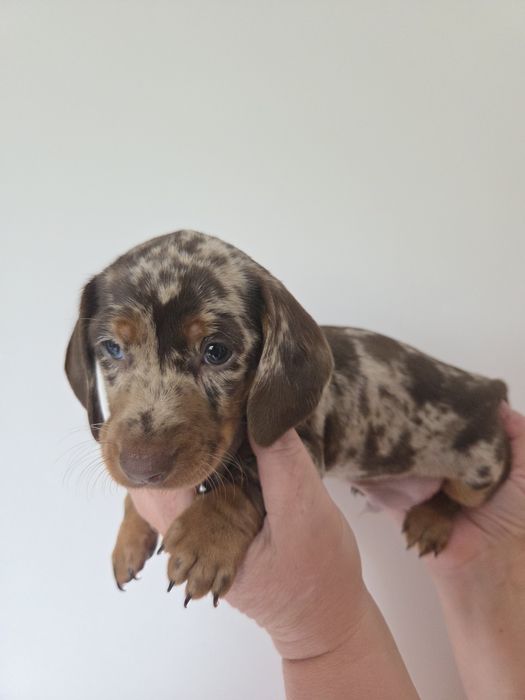 Piesek jamnik choco merle