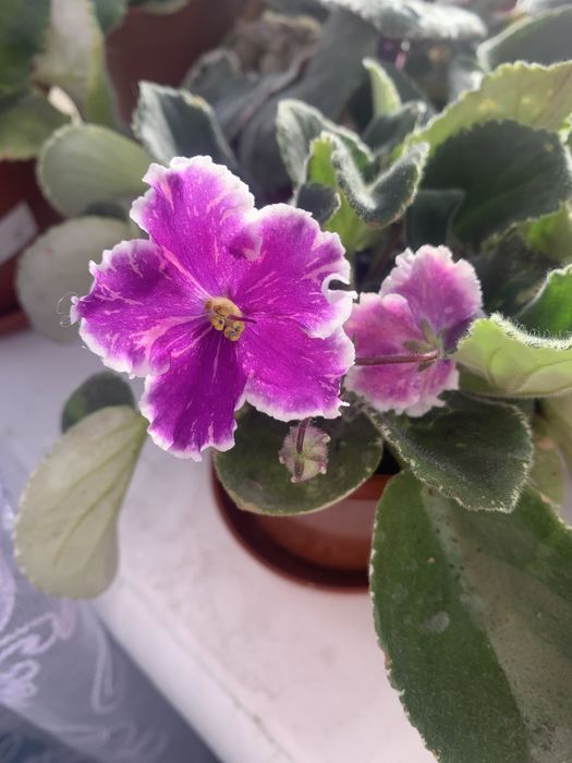 Фіалки дітки продам + подарунок