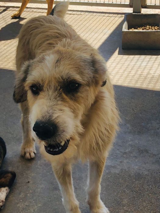 Jaerry - cao jovem de porte grande pra adoçao