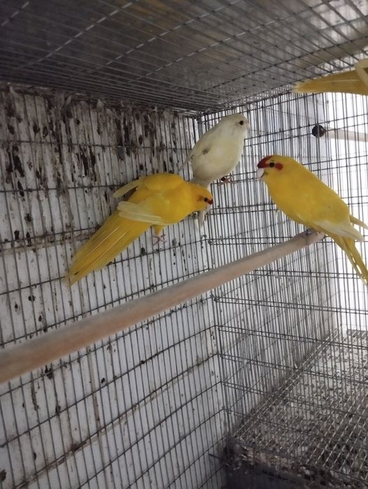 Kakarikis machos e fêmeas