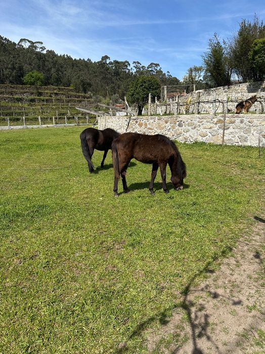 Para venda cavalo garrano
