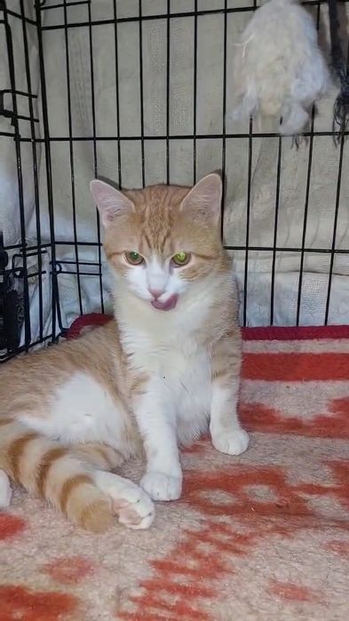 Отдам рыжего котенка, мальчик, 6 месяцев, кастрирован