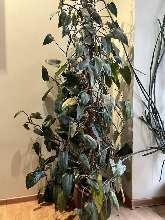 Філолендрон червоніючий