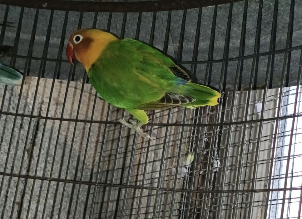 Agapornis personatas