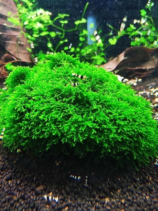 Mech Mini Pelia Riccardia Chamedryfolia Wątrobowiec