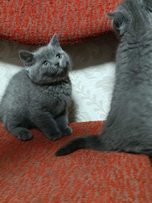 Британські кошенята