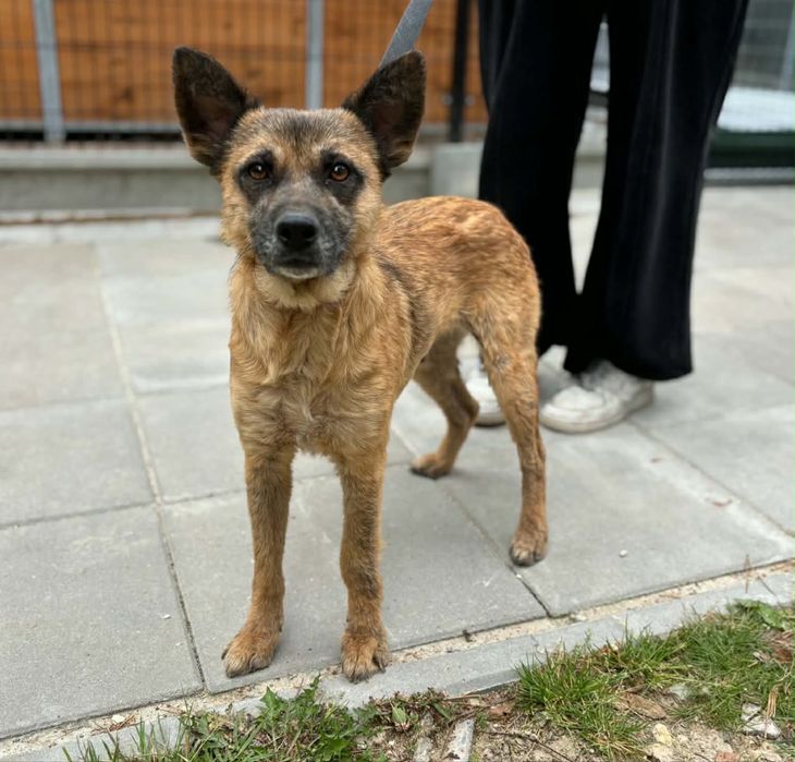 1,5 roku, kochana, grzeczna suczka Kojotka adopcja