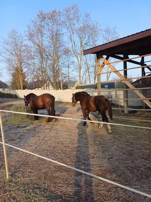 Źróbek zimnokrwisty