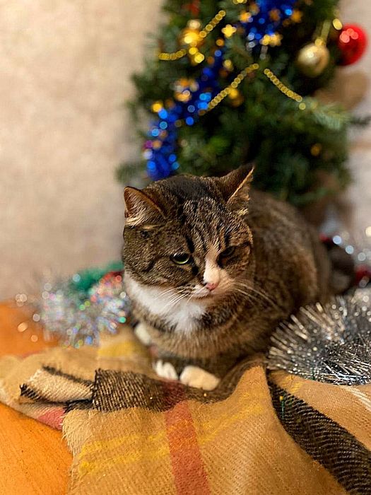 Дуже контактна кішечка, 1,5 роки