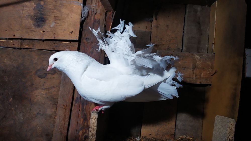 Віддам в добрі руки.