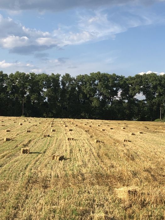 Продаю Ячміні тюки