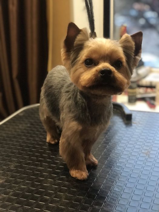 Міні йорк, маленький принц