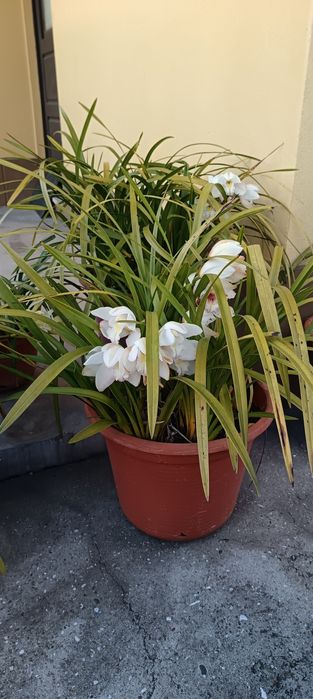 Vários vasos de orquídeas de 40cm de diâmetro