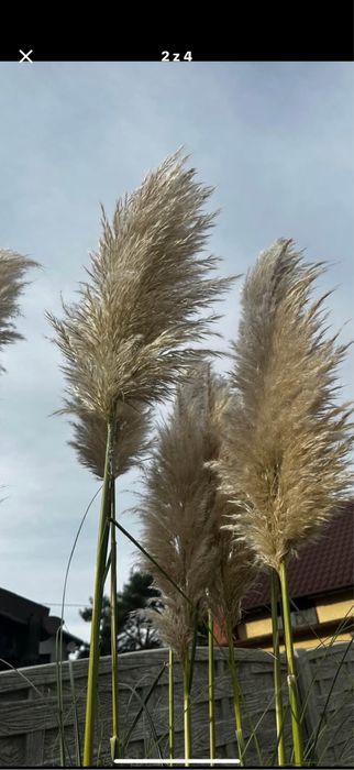 Trawa pampasowa kwiatostany