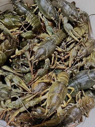 Продам рака річковий середне-крупний