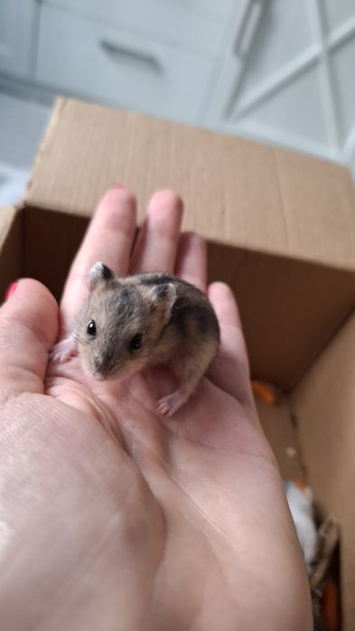 Джунгарики. Хомячки.