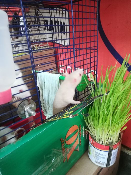 Крыски милашки малышки