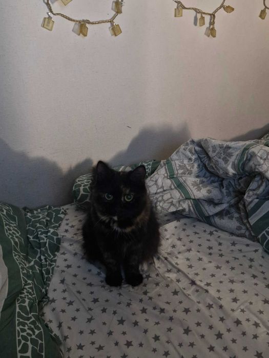 Марселін, Кішка.