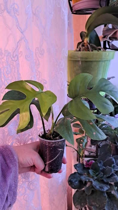 Монстера Little Sister