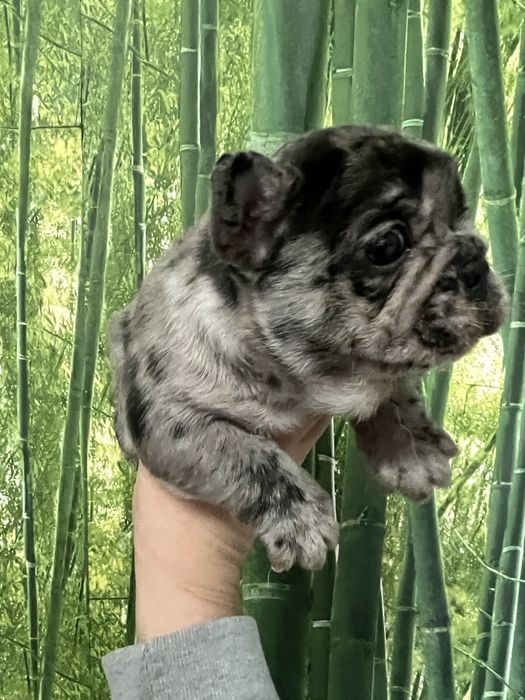 Bulldog francês macho