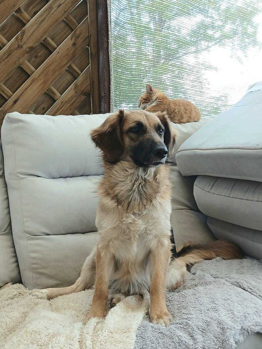 Sliczna młodziutka Molly do adopcji