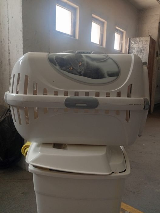 Transportadora para gatos