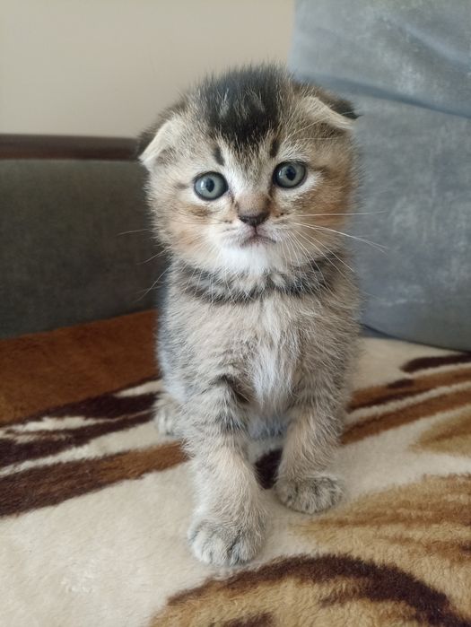 Породисті кошенята