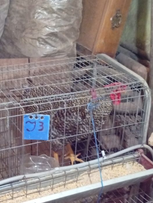 Galinhas e patos