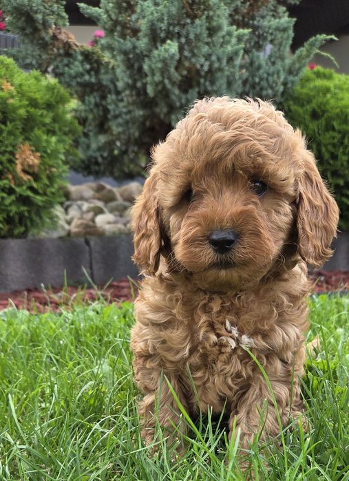 Cavapoo F1B SUNIA