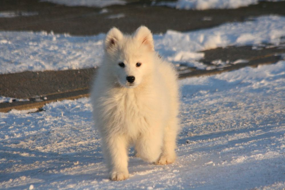 Samoyed piesek Kieri(szczeniak)