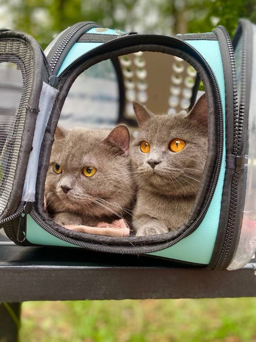 Шотландці лишилась 1 дівчинка лиш