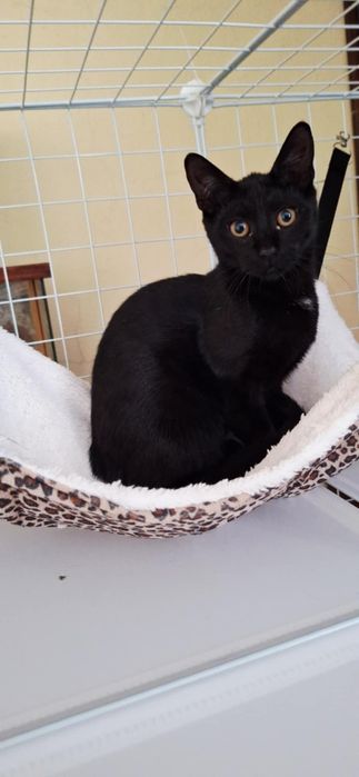 Dwie piękne, młode kotki szukają domu