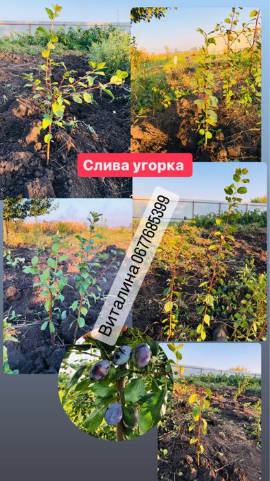 Саженцы каштана , вишни , шелковицы , сливы