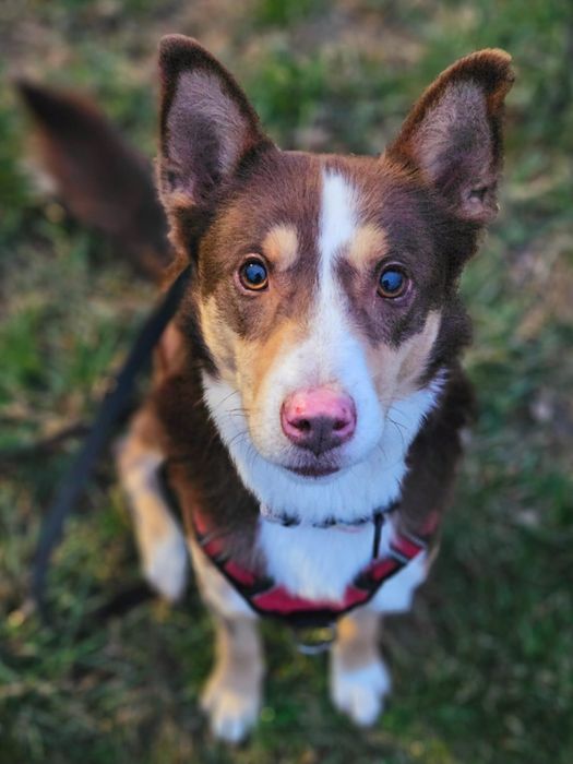 Isu -  czekoladowy chłopak. Adopcja
