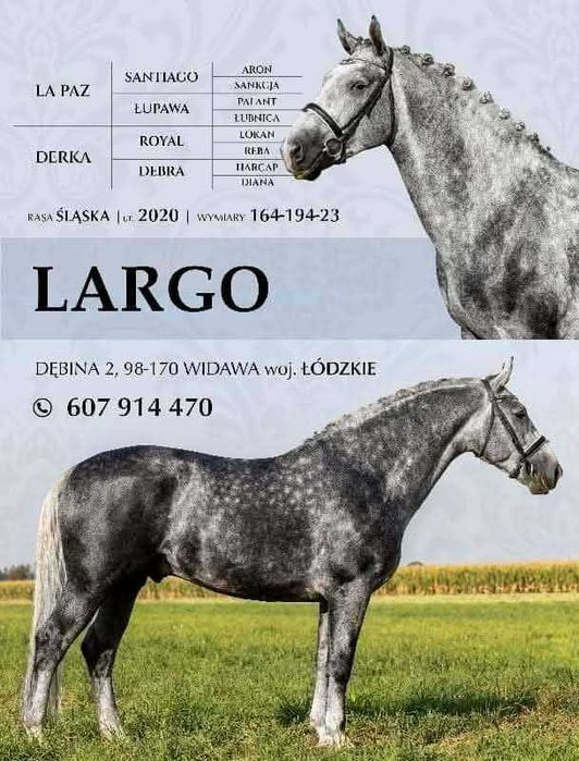 Ogier śląski Largo (RU)