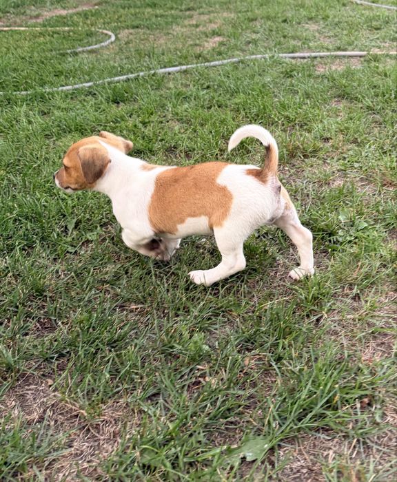 Jack Russell Terrier