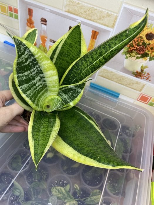 Сансевієрія сорта