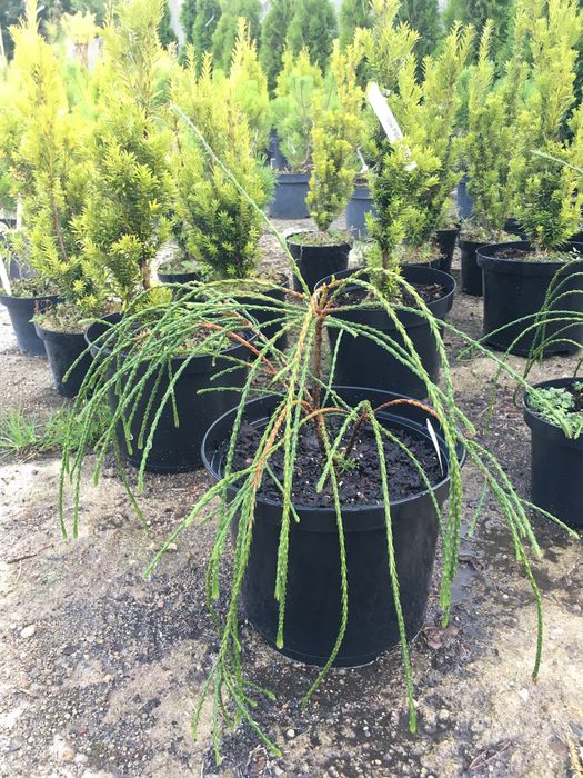 Thuja ( Plicata Whipcord)