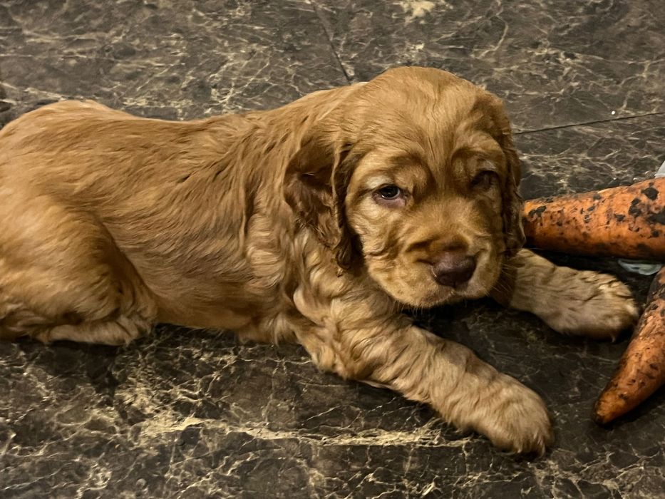 Кокер-спаніель хлопчик