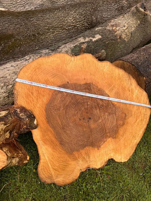 Jesion plaster pień